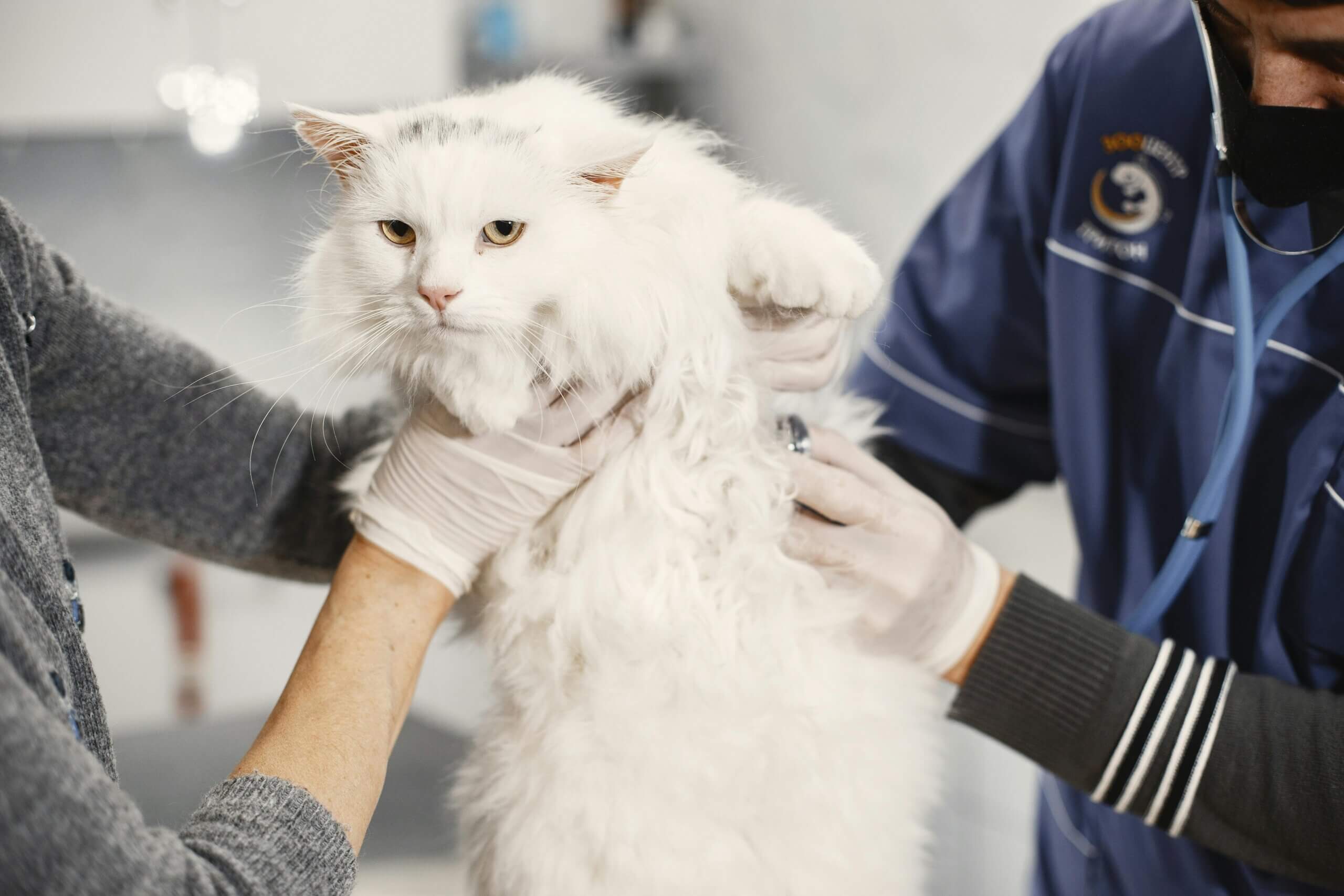 Radiocat-treating cats with Hyperthyroidism Radiocat-treating cats with Hyperthyroidism